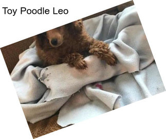 Toy Poodle Leo