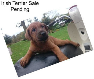 Irish Terrier Sale Pending