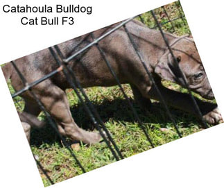 Catahoula Bulldog Cat Bull F3