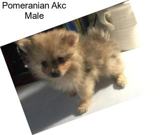 Pomeranian Akc Male