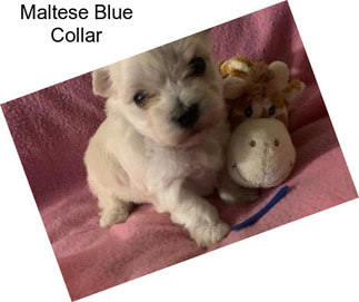 Maltese Blue Collar