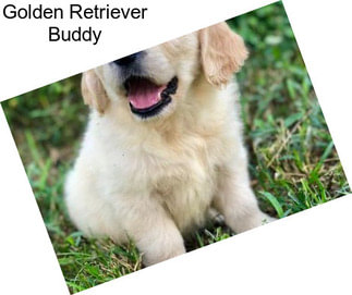 Golden Retriever Buddy