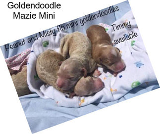 Goldendoodle Mazie Mini