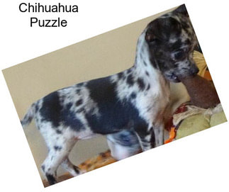 Chihuahua Puzzle