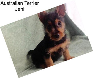 Australian Terrier Jeni