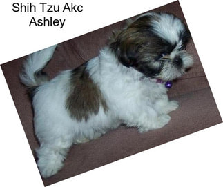 Shih Tzu Akc Ashley