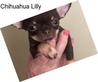 Chihuahua Lilly