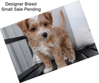 Designer Breed Small Sale Pending