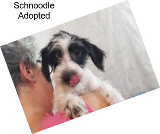 Schnoodle Adopted