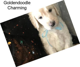 Goldendoodle Charming