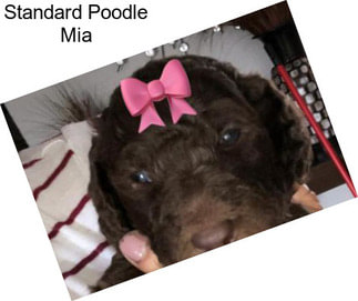 Standard Poodle Mia
