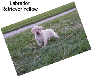 Labrador Retriever Yellow