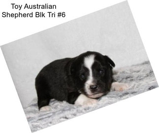 Toy Australian Shepherd Blk Tri #6