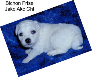 Bichon Frise Jake Akc Chl