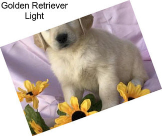 Golden Retriever Light