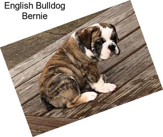 English Bulldog Bernie