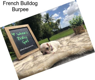 French Bulldog Burpee