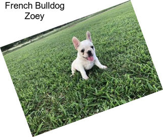 French Bulldog Zoey