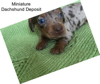 Miniature Dachshund Deposit