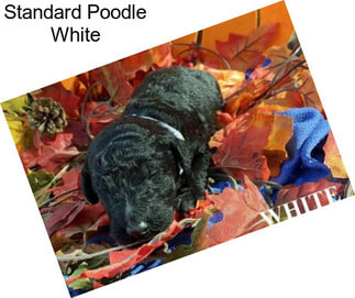 Standard Poodle White