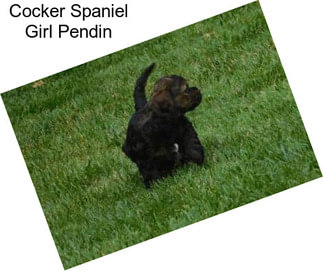 Cocker Spaniel Girl Pendin