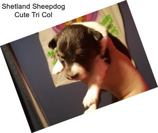 Shetland Sheepdog Cute Tri Col