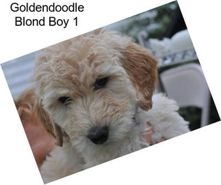 Goldendoodle Blond Boy 1