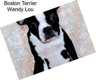 Boston Terrier Wendy Lou