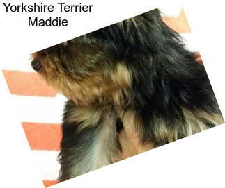 Yorkshire Terrier Maddie