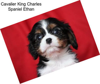 Cavalier King Charles Spaniel Ethan