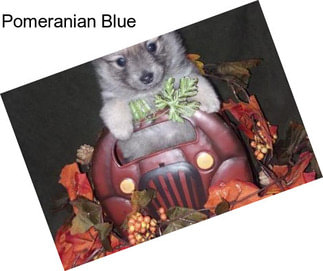 Pomeranian Blue