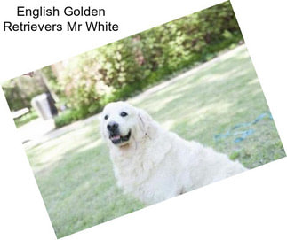 English Golden Retrievers Mr White
