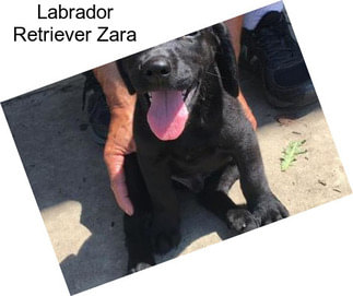 Labrador Retriever Zara