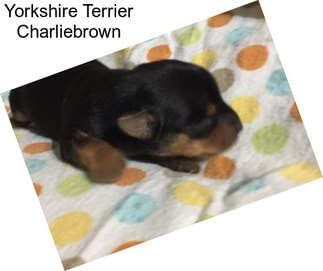 Yorkshire Terrier Charliebrown