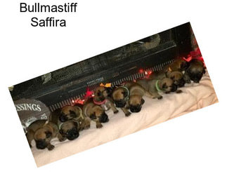 Bullmastiff Saffira