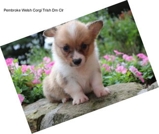 Pembroke Welsh Corgi Trish Dm Clr