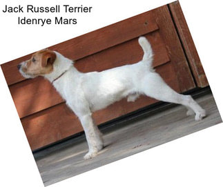 Jack Russell Terrier Idenrye Mars