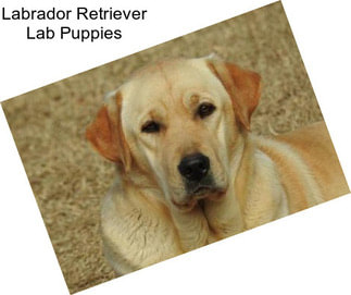 Labrador Retriever Lab Puppies