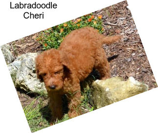 Labradoodle Cheri