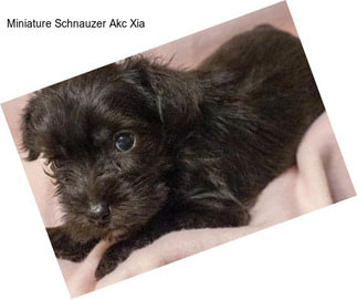 Miniature Schnauzer Akc Xia