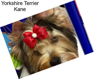 Yorkshire Terrier Kane