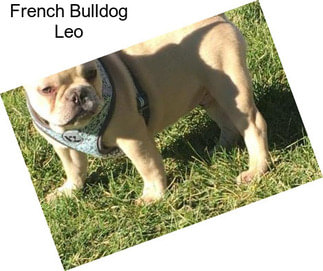 French Bulldog Leo