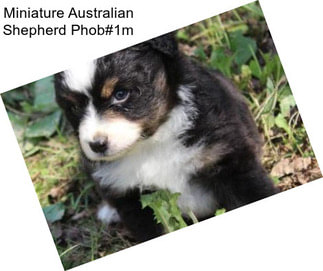 Miniature Australian Shepherd Phob#1m