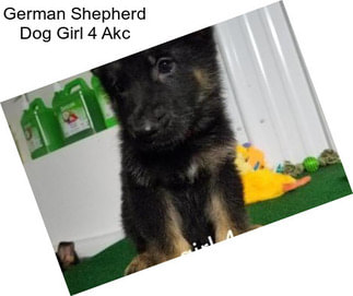 German Shepherd Dog Girl 4 Akc