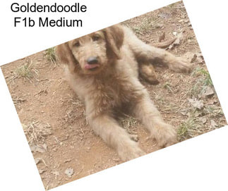 Goldendoodle F1b Medium