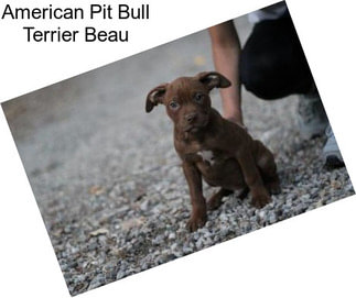 American Pit Bull Terrier Beau