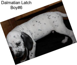 Dalmatian Latch Boy#6