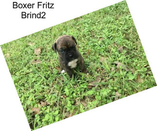 Boxer Fritz Brind2
