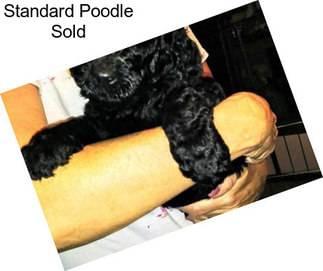 Standard Poodle Sold