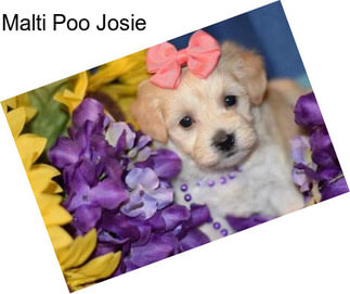 Malti Poo Josie